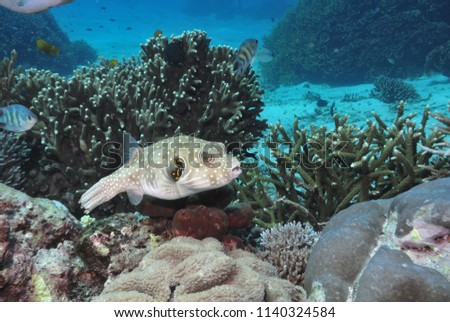 White spotted puffer fish