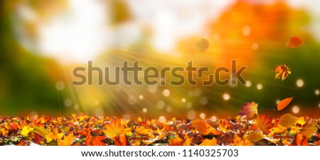 fall leaf in idyllic blurred autumn landscape, empty autumn background, sunshine on vibrant fall leaves, sunlight in autumn nature scene concept with copy space