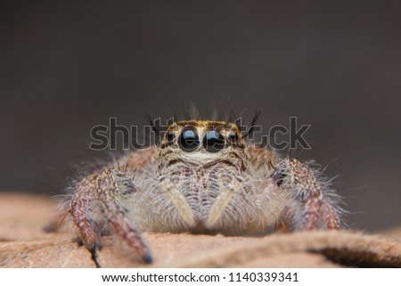 macro young female Hyllus diardi or Jumping spider.