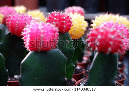 Small cactus in a pot for home decoration in blur background ,small cactus in different color growing in pots, select focus.