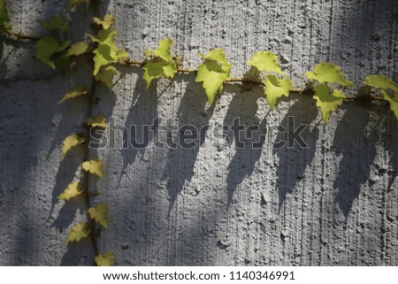 Outdoor view of green and red ivy climbing on a white wall. Pattern of aligned leaves and their shadows. Natural picture of a plant on an urban facade. Abstract image of vegetation.  