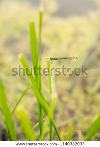 dragonfly, blue arrow on the grass