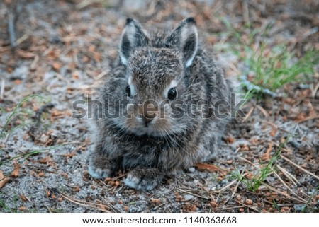 Wild young rabbits (The European rabbit, Oryctolagus cuniculus)
