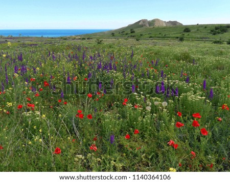 Colorful landscape of flowers and mountains