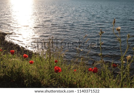 poppies and plants with sunset