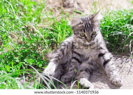  beautiful grey kitten sitting on the ground and frolic