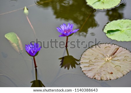 Water Lilies in the Rain