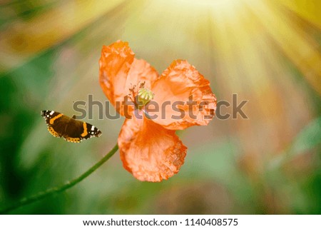 Beautiful orange flower spring summer and flying butterfly on a green background. Natural artistic image, macro.