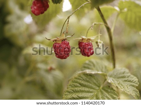 red berries raspberries green leaf bokeh background outdoor garden bush 
