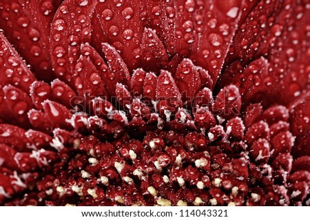 The detail shot - red gerbera and drops.