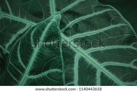 Background of green tropical leaves