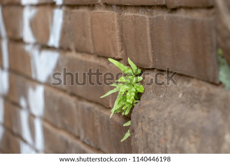 Weeds that work hard from the brick gaps