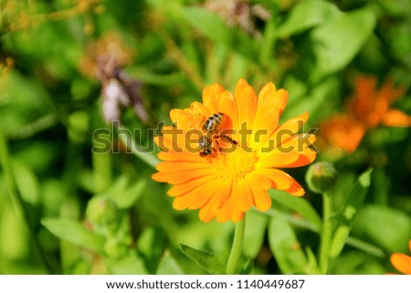 Calendula flower with bees, close up