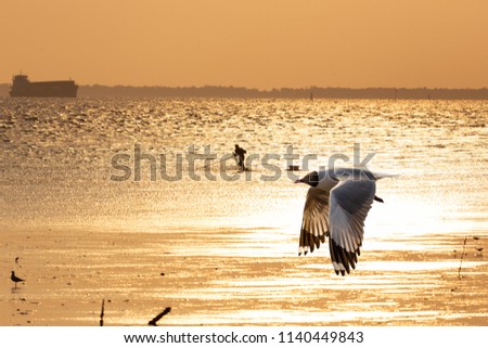 Seagull flying over the golden evening sea./
Seagulls fly back to the nest.