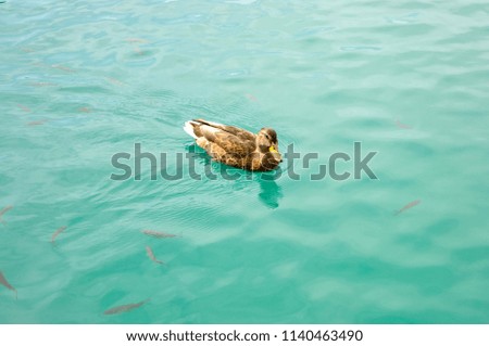 Plitvice lake ducks fish