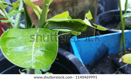 nature caterpillar butterfly eat green leaf