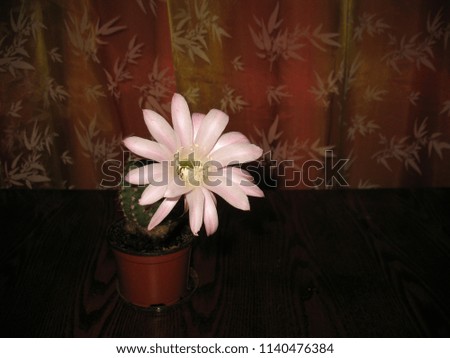 Houseplant. Beautiful delicate pink cactus flower on wooden table