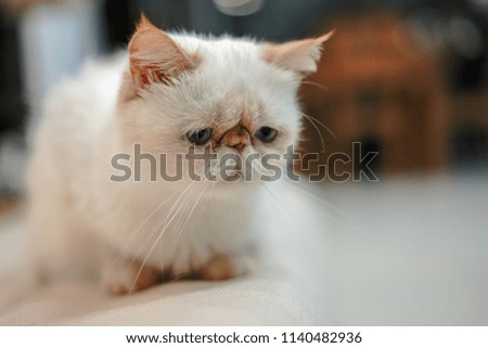 Cute white garfield cat