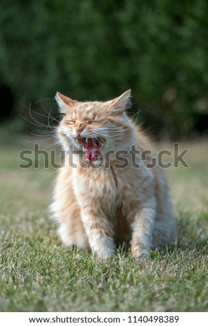 Ginger cat yawning on the garden.