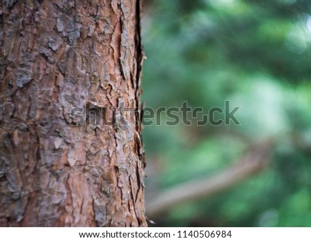 Pine bark at tree with green blur background