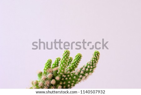 
Small cute green cactus with pastel tone background.