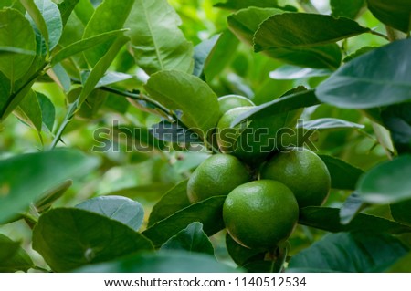 Lime on branch and background is  green leaves. Concept is to grow vegetables for household consumption.
Scientific name: Citrus aurantifolia (Christm.) Swingle.
Common Name: Lime.
Family: Rutaceae.