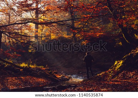 Man shooting a autumn deep forest with rays of warm illumining through the leaves. Mountain paths and roads in the autumn landscape.