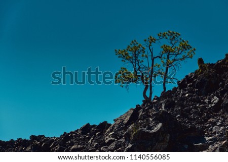 Symbol of new growth, tree growing out of volcanic rock Cascade Lakes Highway Central Oregon