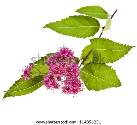 Branches of Shrubs Spiraea with fluffy pink flowers isolated on white background
