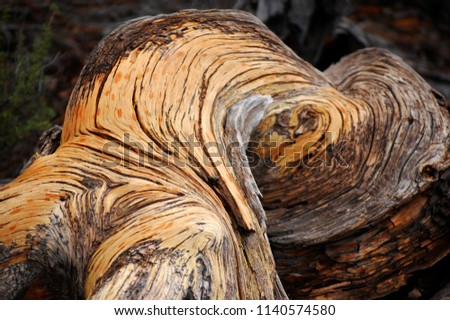 Close-up of fire-twisted fallen tree near Sunset Crater in Arizona, features heart-shaped wood in rich, warm tones