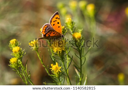 brown and orange butterfly on yellow flower