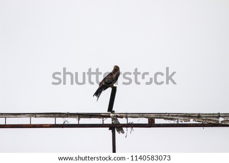 Eagle looking for prey while sitting on a torn hoarding board