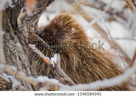 Tree Climbing Porcupine