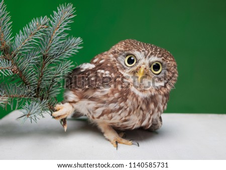 
christmas  owl, wild owl isolated on background in photo studio with christmas tree