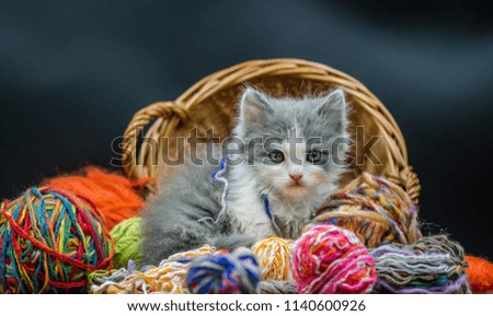 Cute little kitten playing with knitting accessories. Kitten looking at viewer