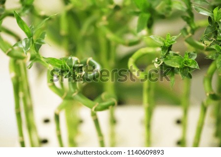 Green bamboo on blurred background, closeup. Tropical plant