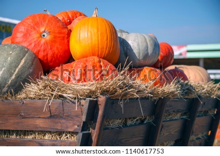 golden autumn, large different pumpkins, Different varieties of pumpkins, a wooden cart with pumpkins