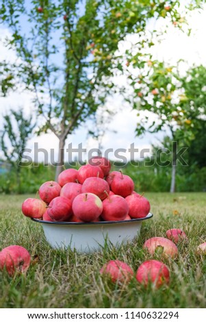 white bowl with red fresh apples of new crop lies on grass