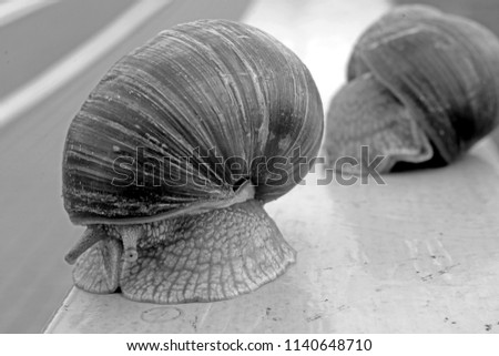 a surprised snail looks with disbelief at you, a black-and-white snail photo close-up