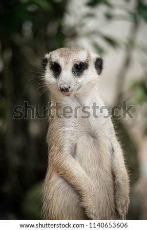 The meerkat standing 