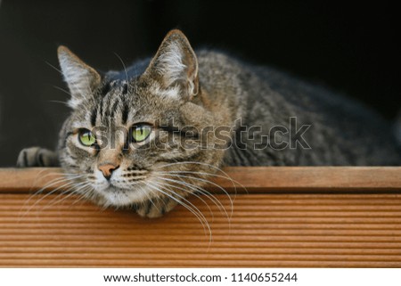 Gray striped adult cat lays in the summer on the veranda