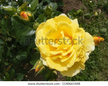 Design of roses. One beautiful yellow rose blossom colored in fire color. Texture of flower petals are visible. Flowering garden plants in close up view. Nursery offer for home gardeners.  