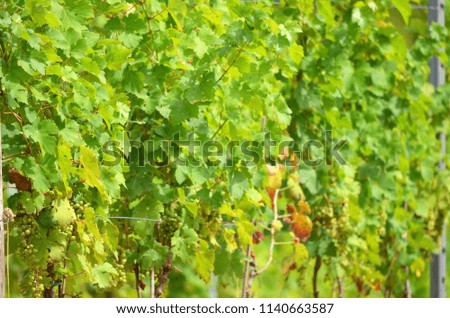 Soft focus on young grapes and leaves at vine yard 