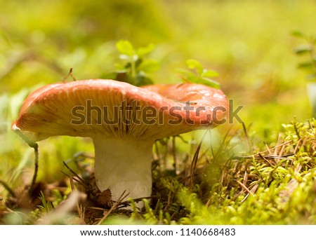 poisonous mushroom in the forest in the moss