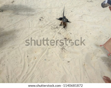 Exuma, Bahamas.The Allen’s Cay Iguana (Cyclura cychlura inornata) is one of the seven subspecies of Bahamian Rock Iguanas. Iguana on a sand.