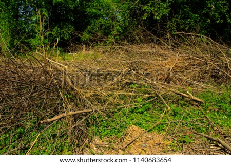 Pile of brushwood and round wood stacked on green grass against a background of green forest outdoors Firewood in the forest. Dry fallen trees. Dry branches are the cause of forest fires in the summer
