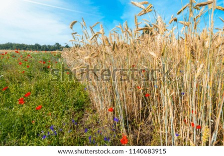 Wildflowers near the field of ripening rye, Europe