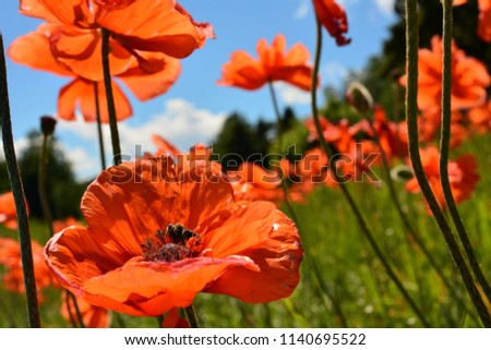 Beauty of Flowers- I was coming back from a trip to grand Marais and had say poppies, I knew had to take a picture.