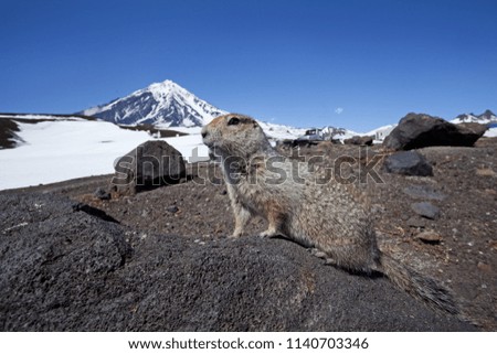 Ground squirrel, Russia, Kamchatka
