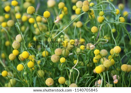 Beautuful Background of Helenium Aromaticum. Yellow Flowers Cephalophora Aromatica in The Botanical Garden in Muenster Town of Germany. Royalty-Free Stock Photo #1140705845